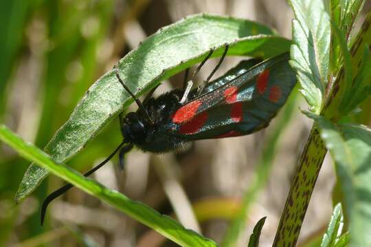 Image of six-spot burnet