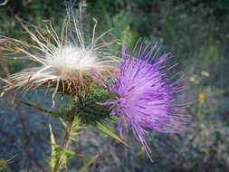 Image of Spear Thistle