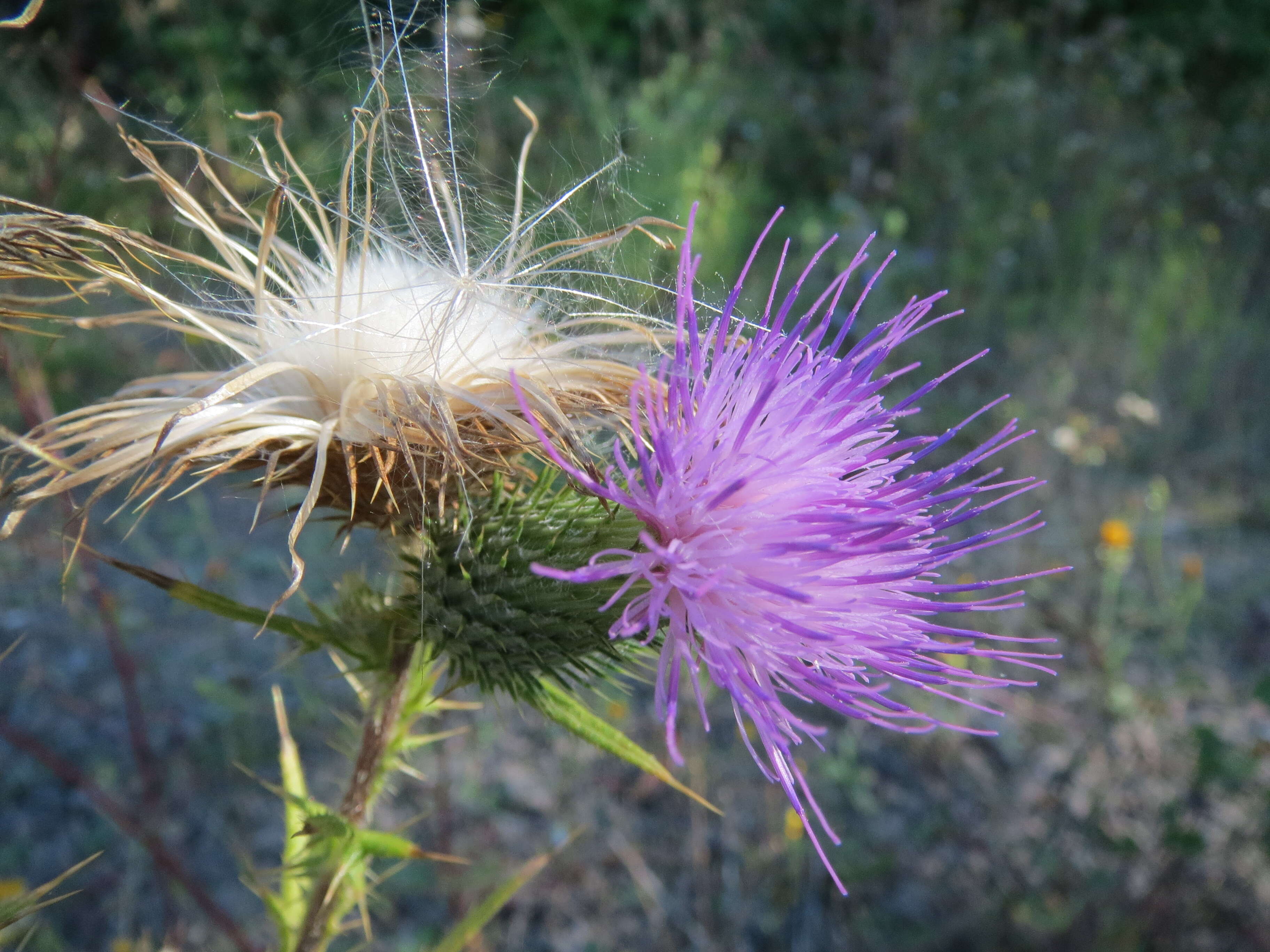 Image of Spear Thistle