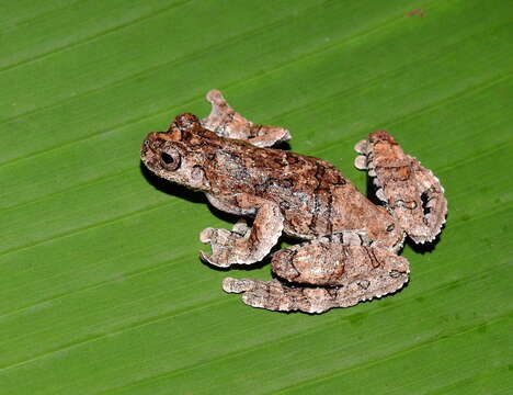 Image of Dendropsophus melanargyreus (Cope 1887)