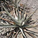 Sivun Agave cerulata subsp. dentiens (Trel.) Gentry kuva