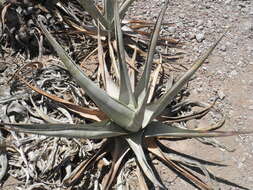 Agave cerulata subsp. dentiens (Trel.) Gentry resmi