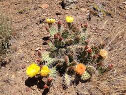 Image of Panhandle Prickly-pear