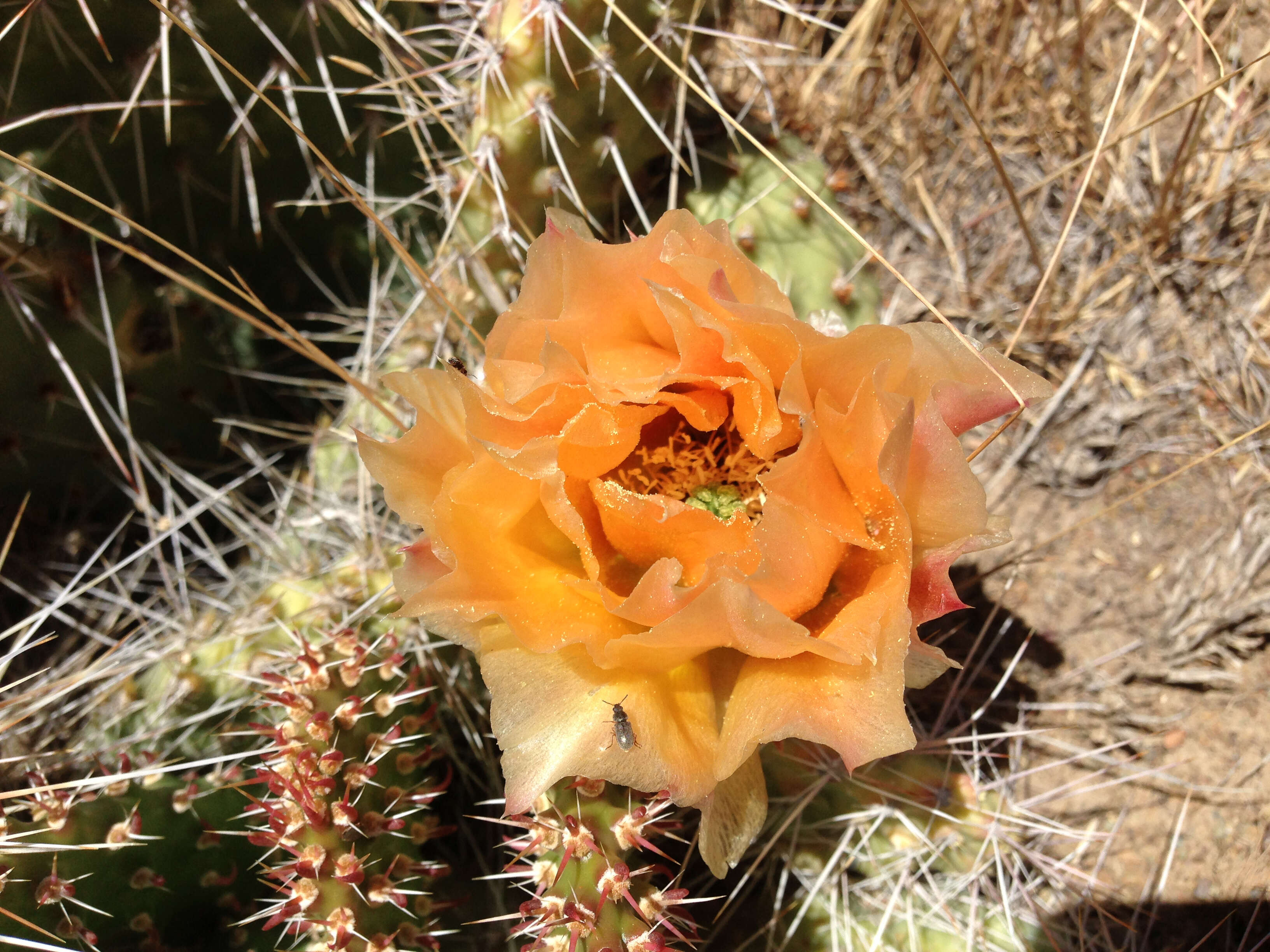 Image of Panhandle Prickly-pear