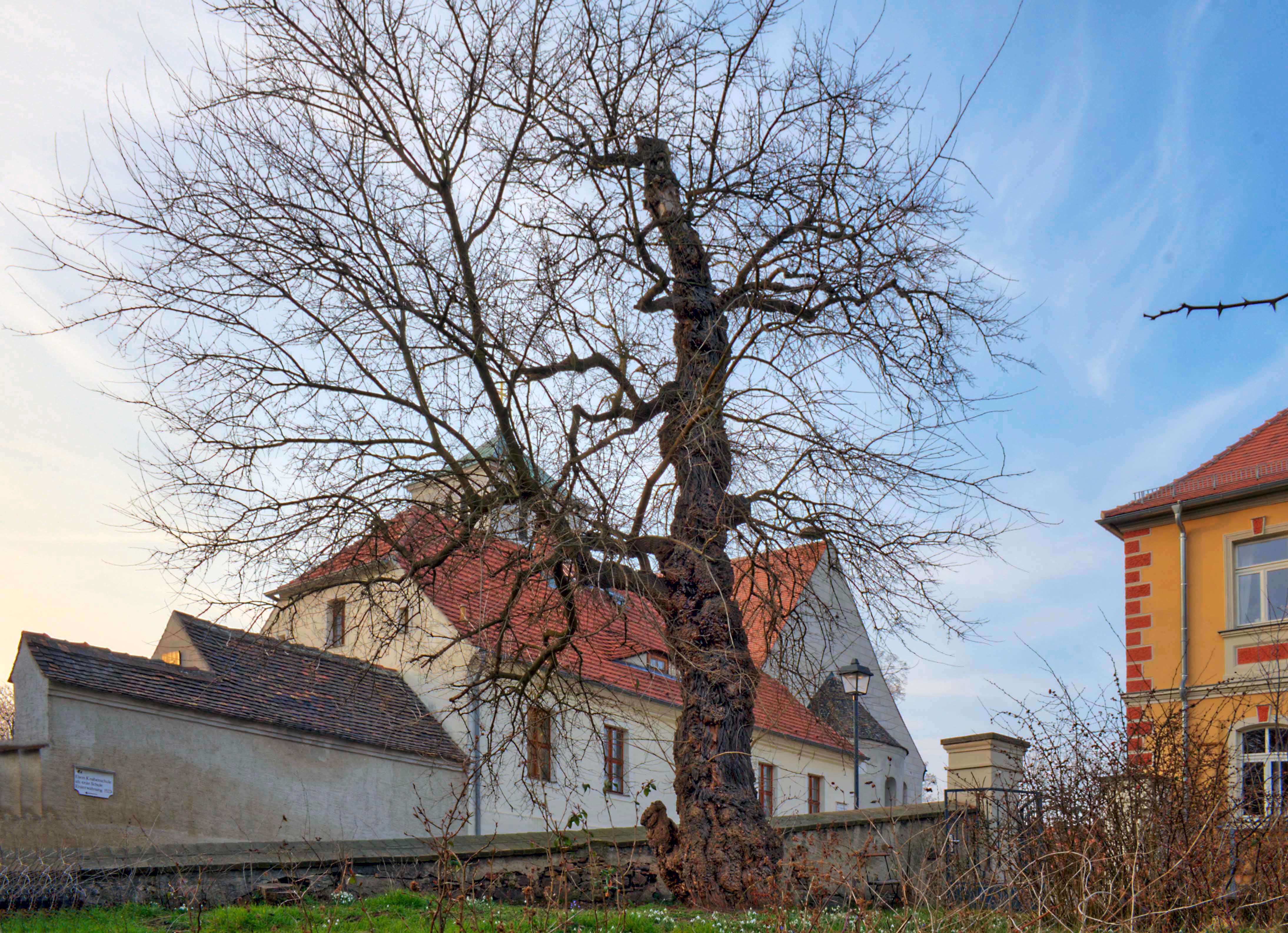 Image of white mulberry