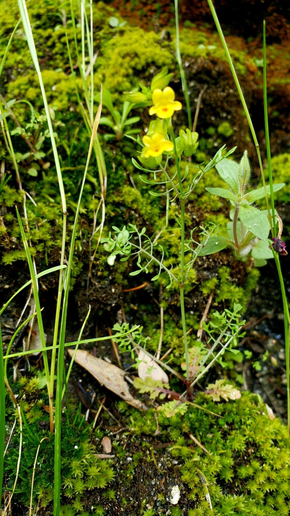 Sivun Erythranthe filicifolia (Sexton, K. G. Ferris & Schoenig) G. L. Nesom kuva