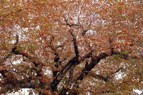 Image of horse-chestnut leaf miner