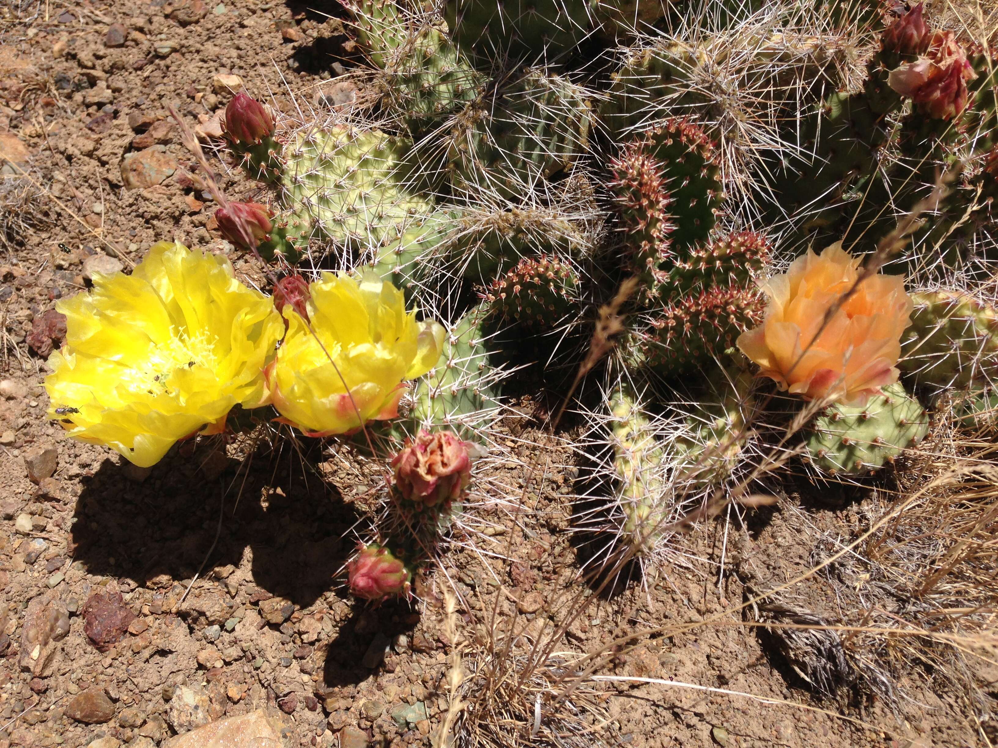 Image of Panhandle Prickly-pear