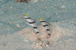 صورة Stonogobiops xanthorhinica Hoese & Randall 1982