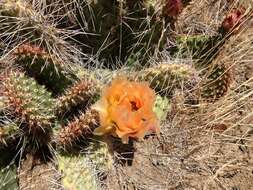 Image of Panhandle Prickly-pear