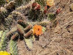 Image of Panhandle Prickly-pear