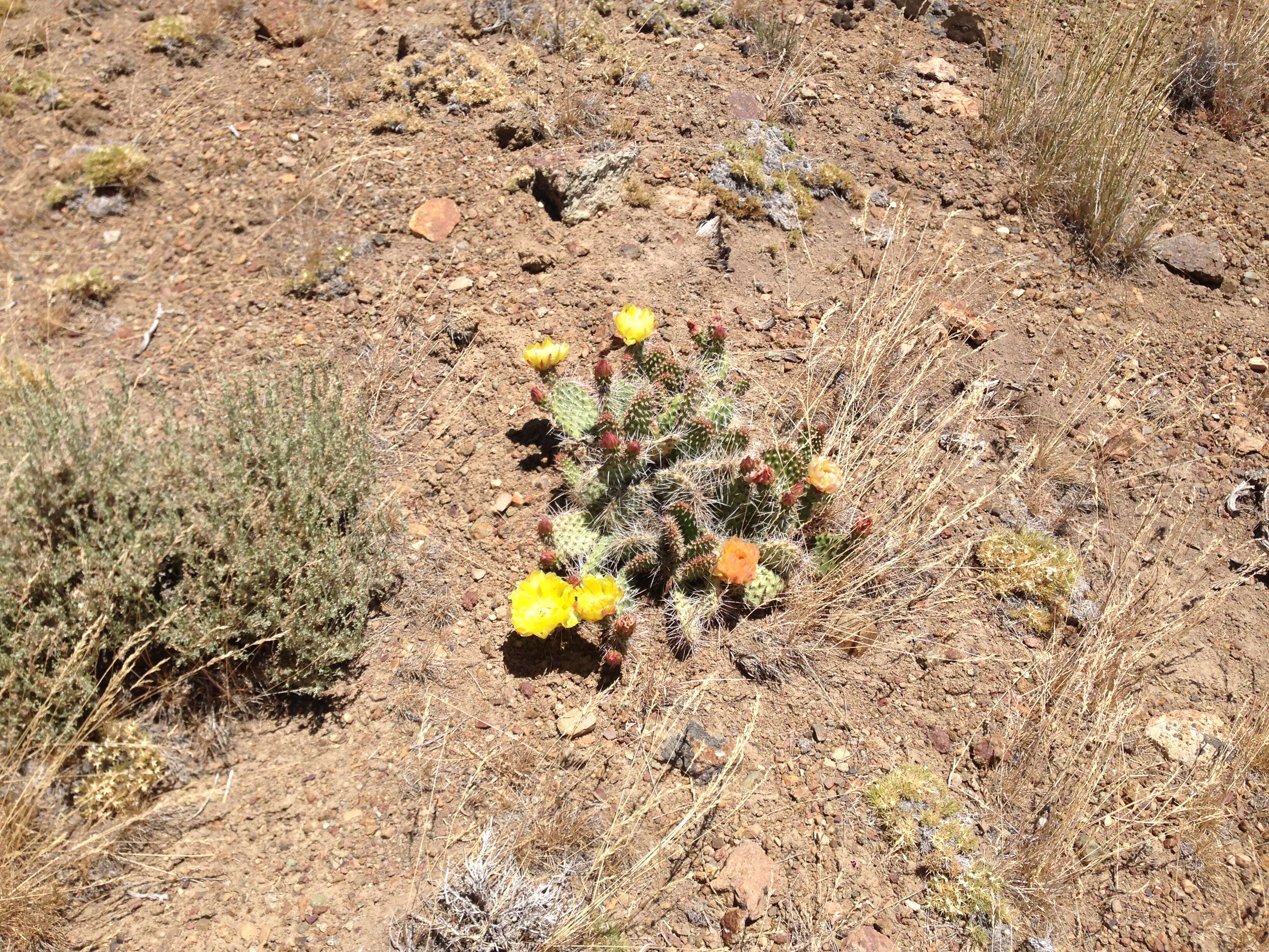 Image of Panhandle Prickly-pear