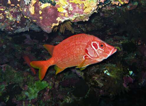 Image of Sabre squirrelfish