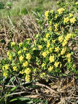 Imagem de Baccharis vernalis F. H. Hellwig