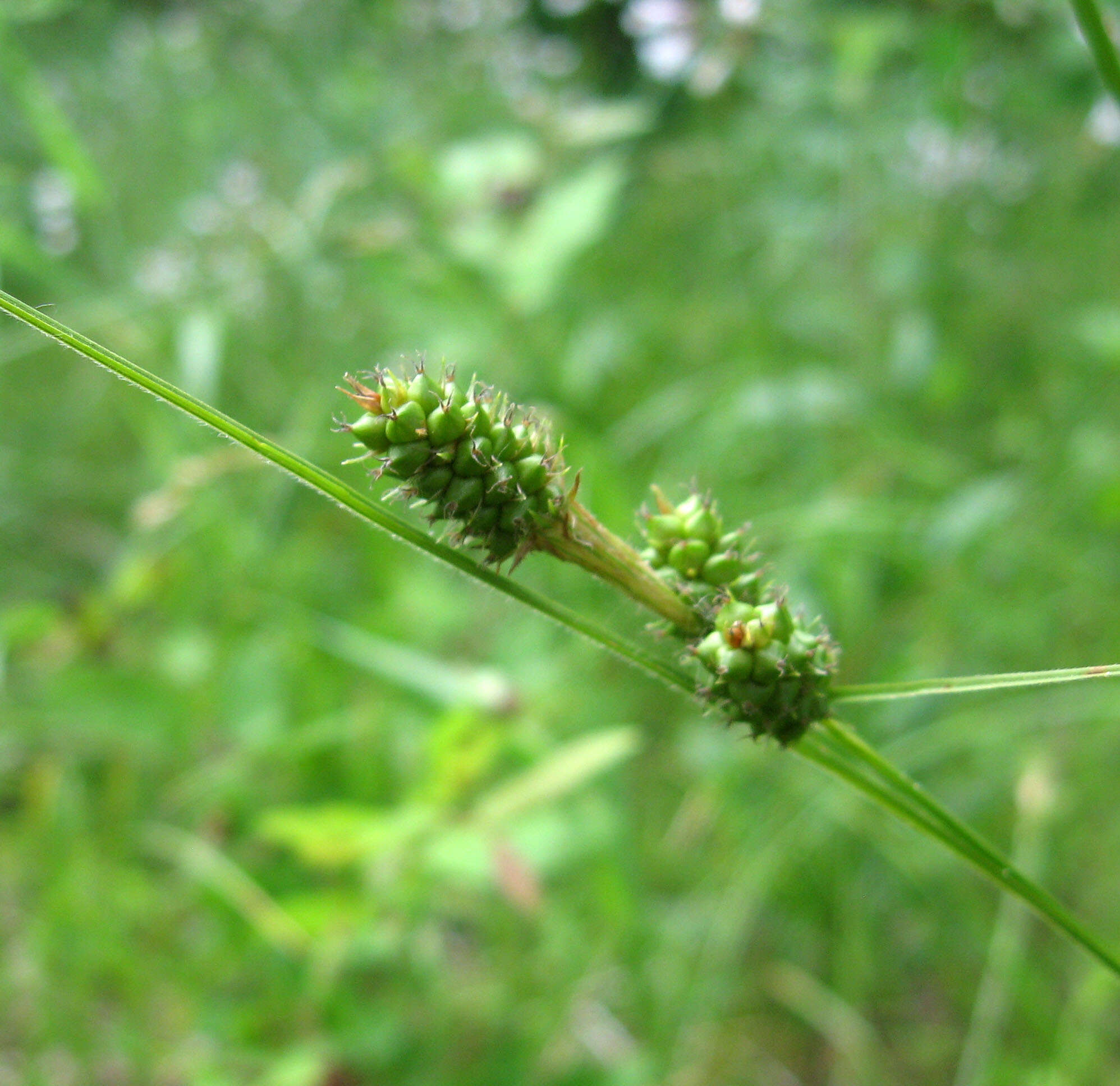 Imagem de Carex bushii Mack.