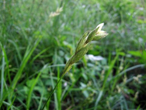 Слика од Carex muskingumensis Schwein.