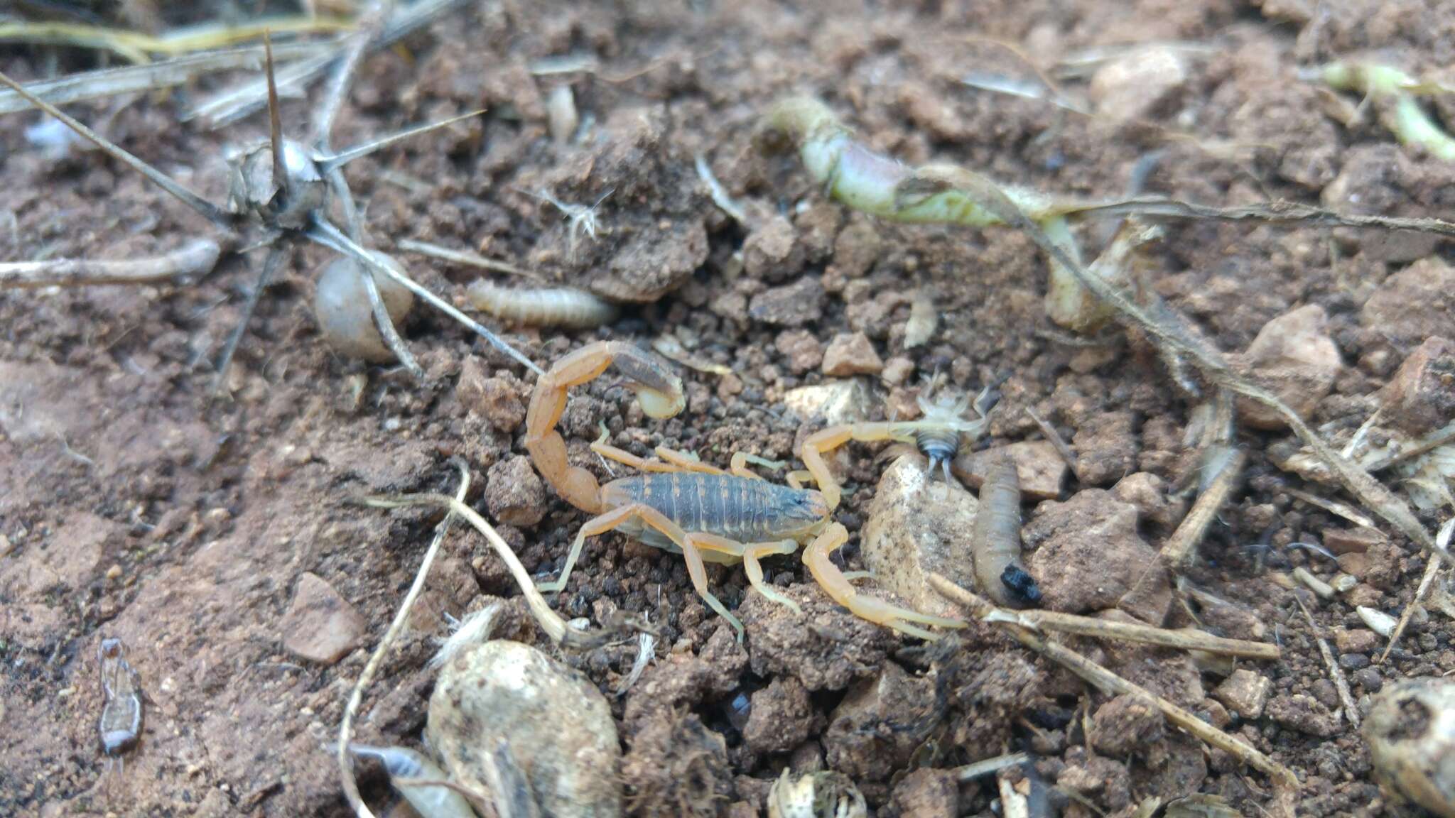 Plancia ëd Leiurus hebraeus (Birula 1908)