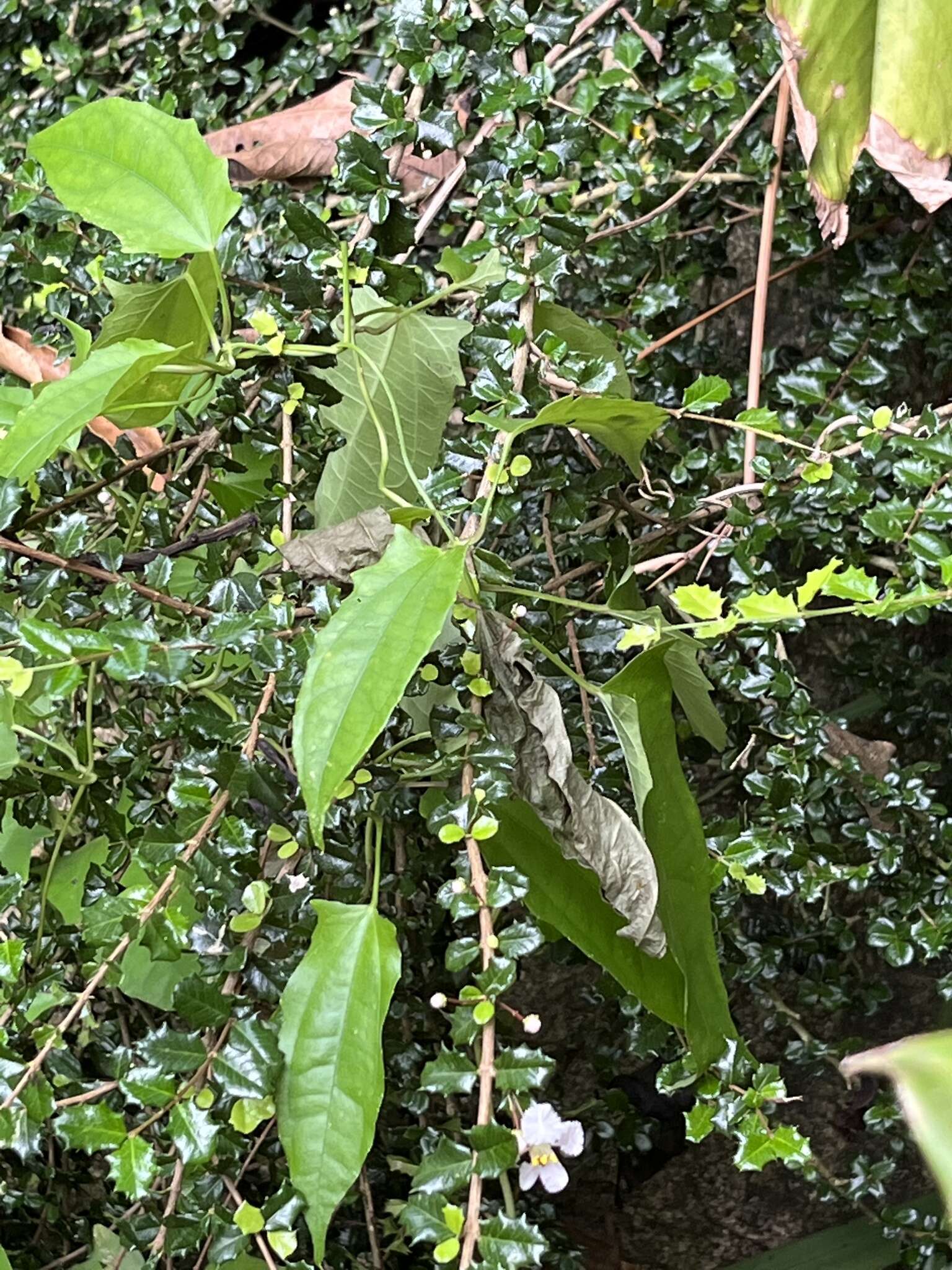 Image of Dwarf Holly