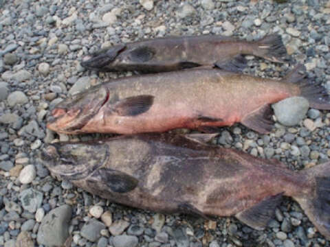 Image of Chinook Salmon