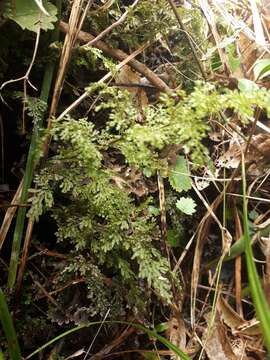 Image of Hymenophyllum flexuosum A. Cunn.