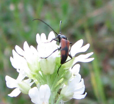 Imagem de Stenurella (Priscostenurella) bifasciata (Müller 1776)