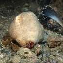 Image of hermit crab sponge