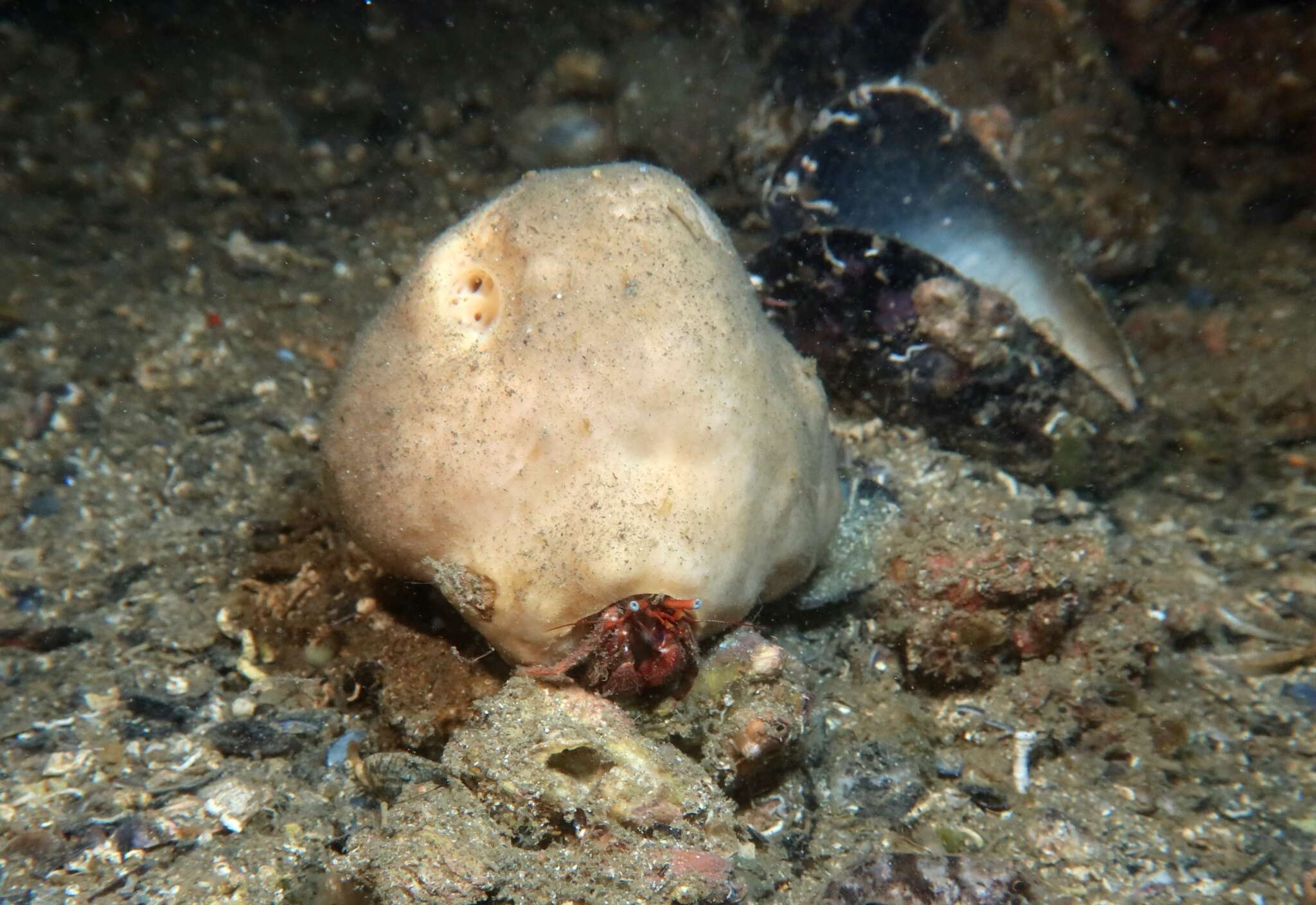 Image of hermit crab sponge