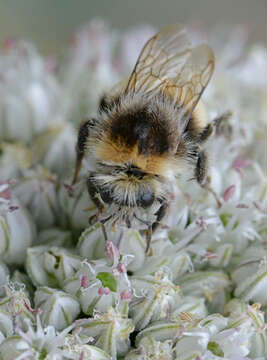 Image of White-tailed bumblebee