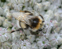 Image of White-tailed bumblebee