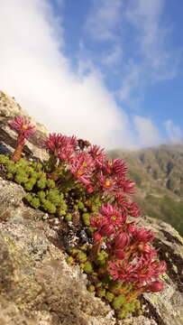 Image of Sempervivum montanum L.