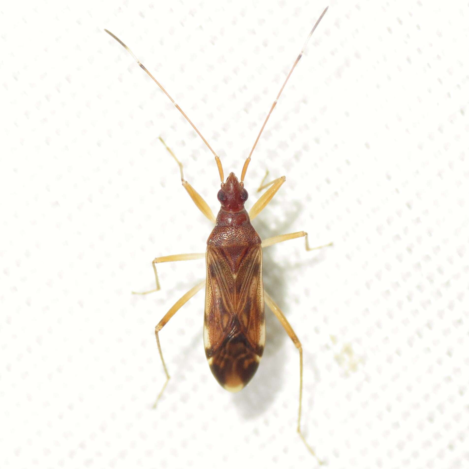 Image of Ozophora depicturata Barber & H. G. 1928