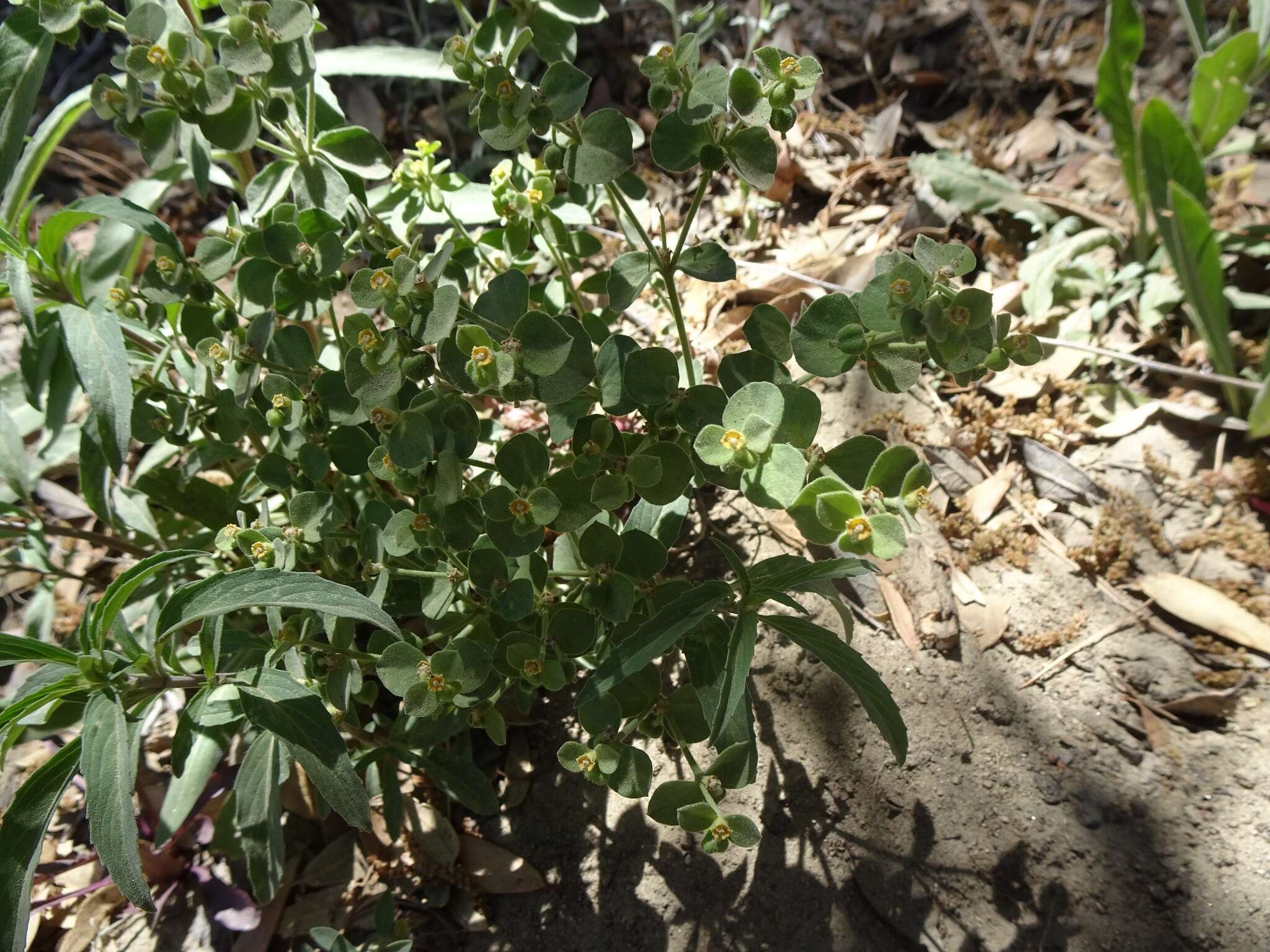 Euphorbia yaquiana Tidestr. resmi