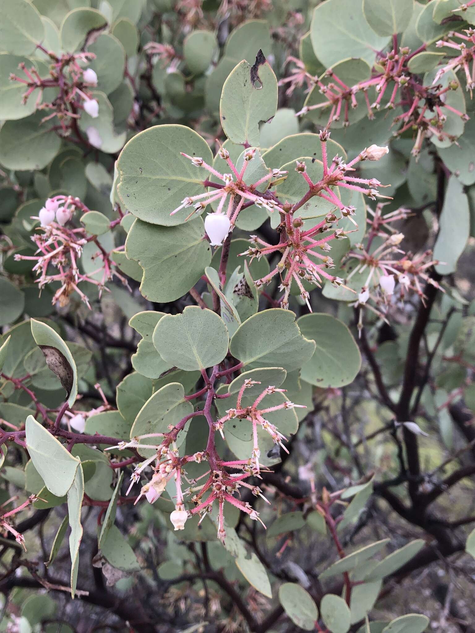 Arctostaphylos viscida subsp. pulchella (T. J. Howell) P. V. Wells resmi