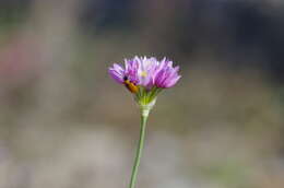 Image of Allium roseum L.