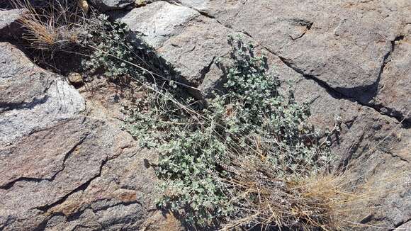 <i>Acmispon argophyllus</i>的圖片