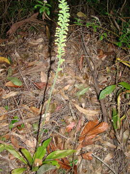 Image of Buchtienia nitida (Vell.) Fraga & Meneguzzo