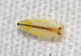 Image of Two-spotted leafhopper