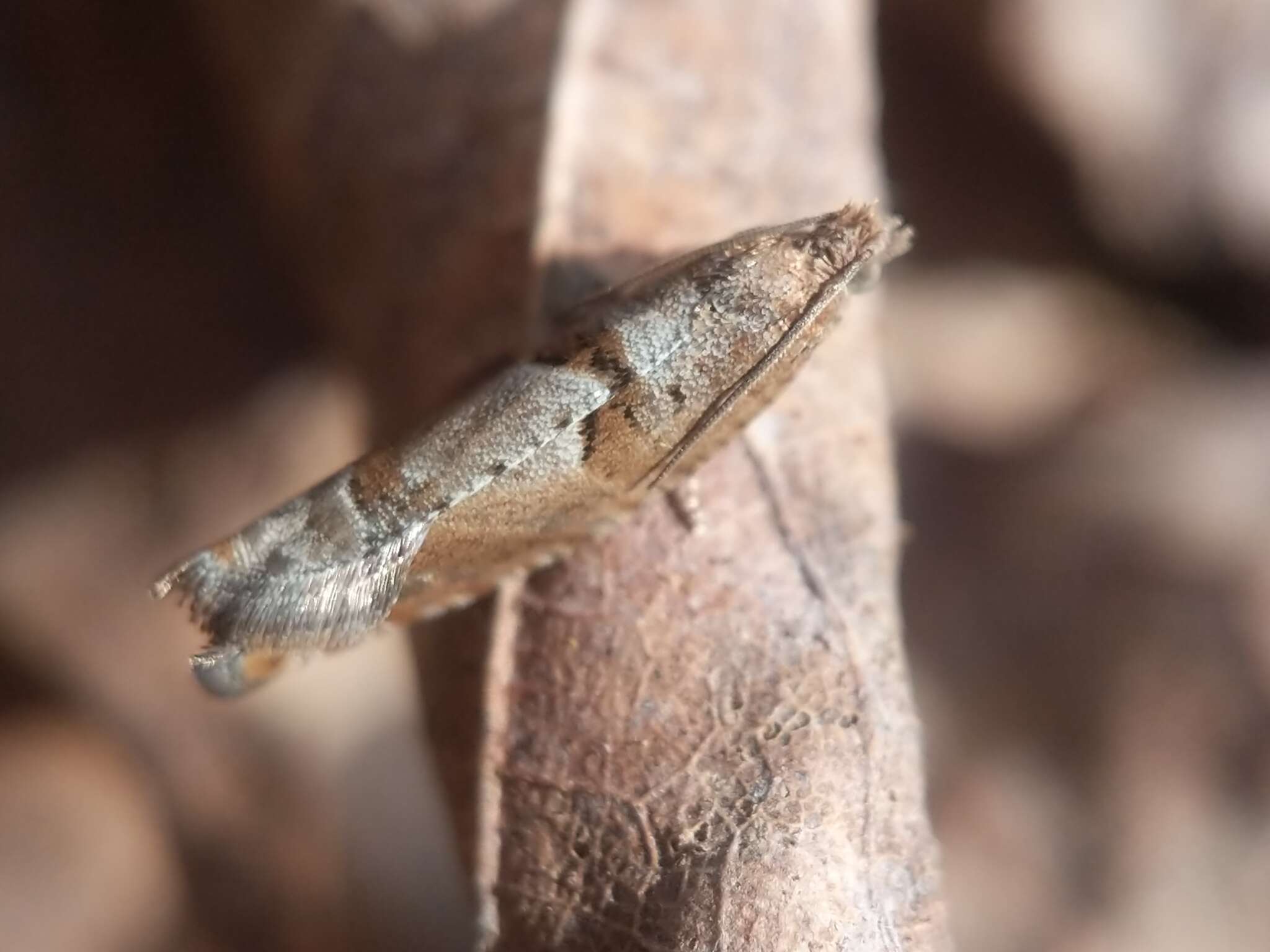 Image of Pseudexentera sepia Miller 1986