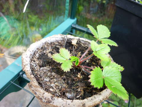 Image of woodland strawberry