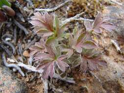 Image of Pelargonium fissifolium (Andr.) Pers.