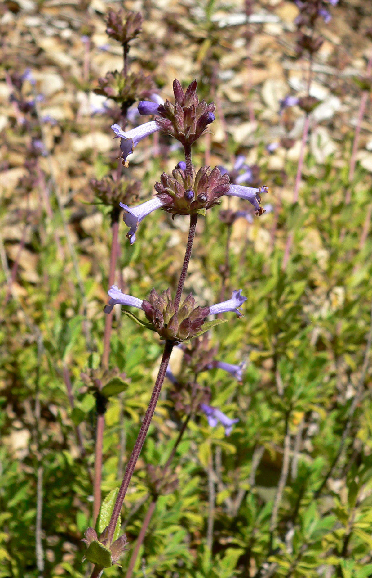 Imagem de Salvia munzii Epling