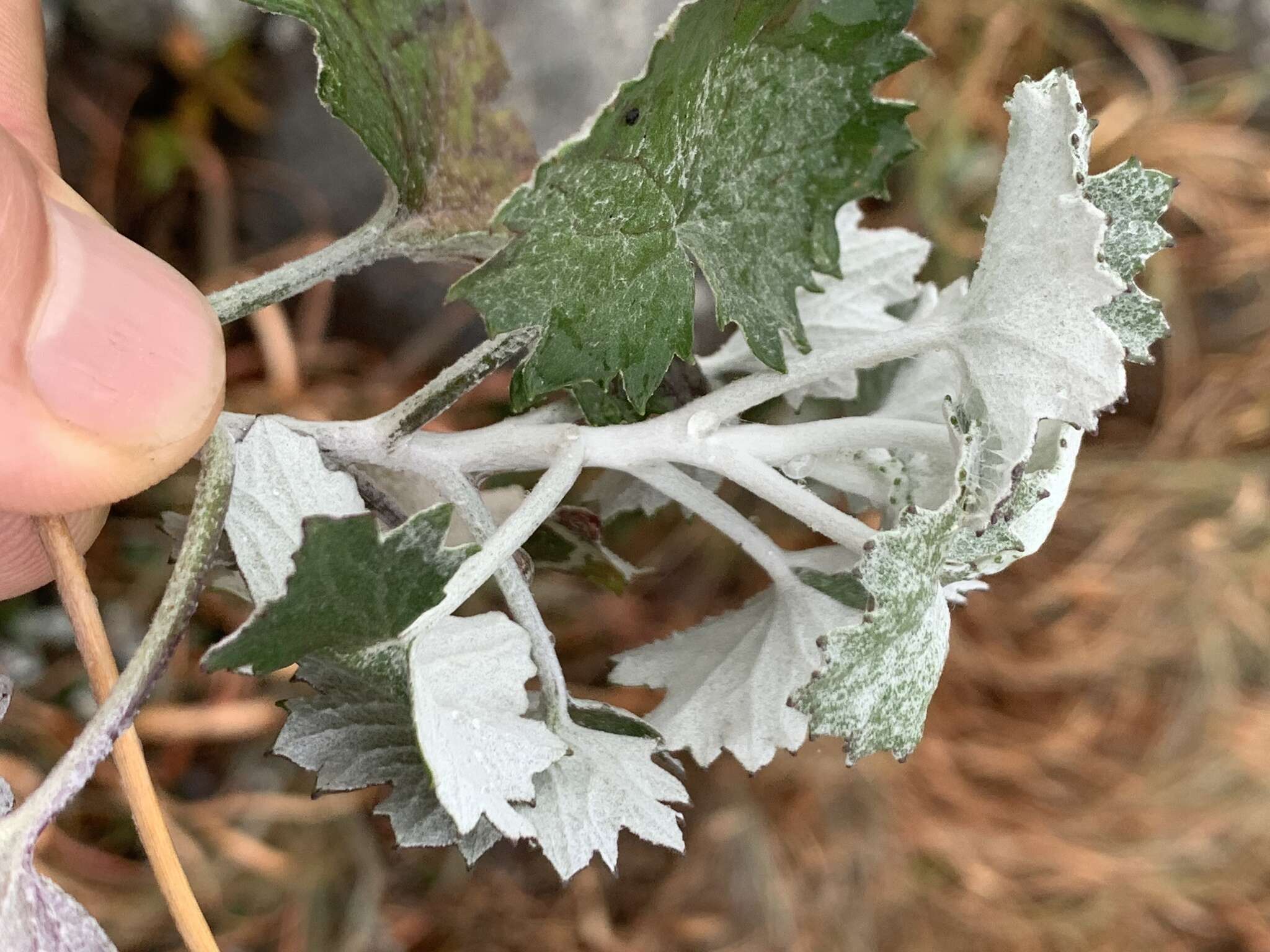 Image of Cineraria albicans N. E. Br.