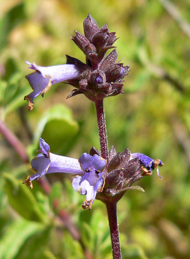 Imagem de Salvia munzii Epling