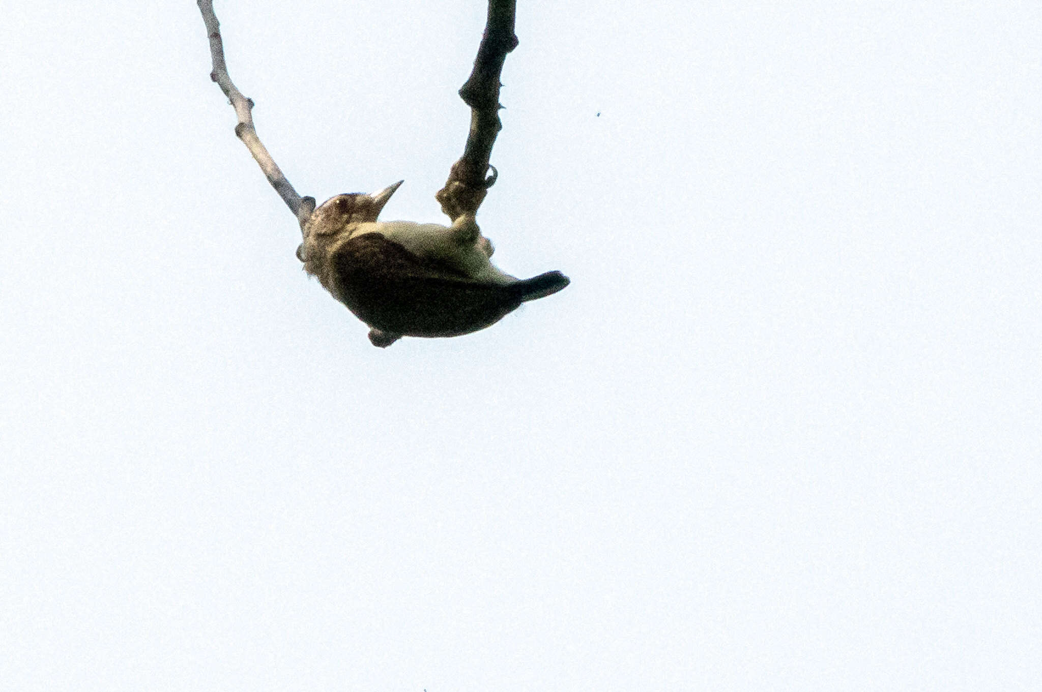 Image of Plain-breasted Piculet