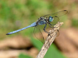 Image of Orthetrum luzonicum (Brauer 1868)