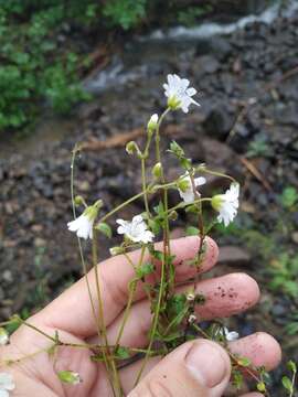 Image of Regel's chickweed