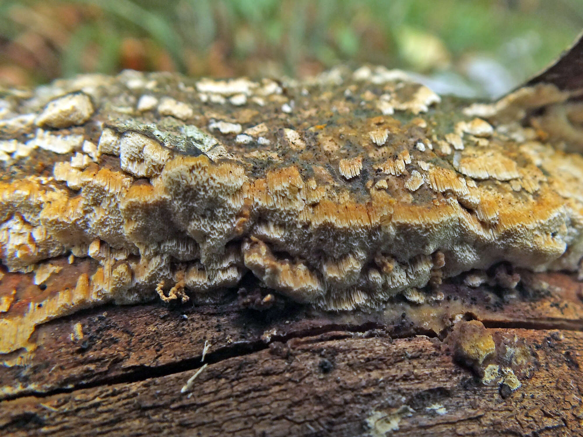 Слика од Xylodon flaviporus (Berk. & M. A. Curtis ex Cooke) Riebesehl & Langer 2017