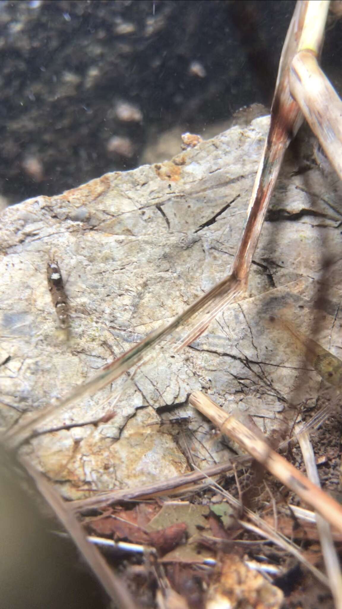 Image of <i>Caridina serrata</i>