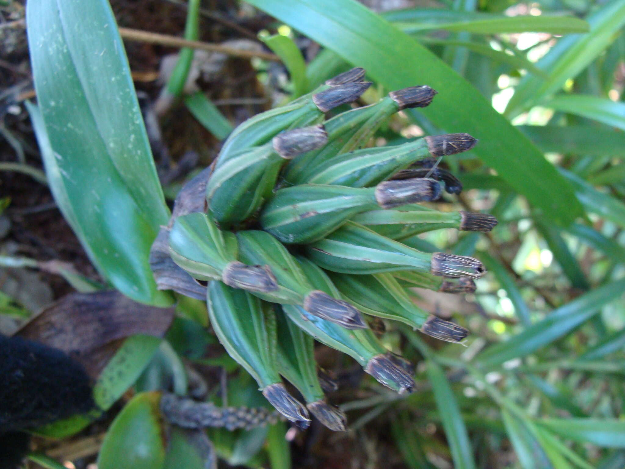 Sivun Epidendrum trianthum Schltr. kuva