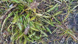 Image of Sudetic Lousewort